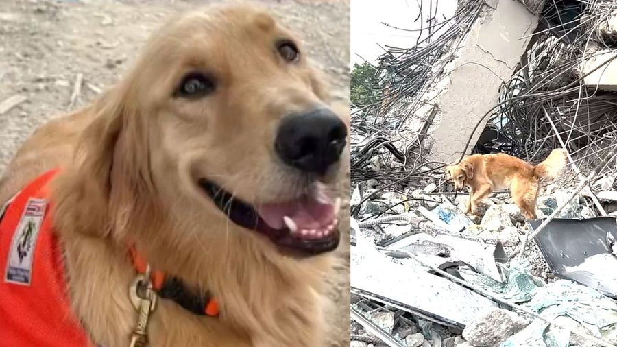 Simba, the search-and-rescue dog trained by Natt Hamon, searching earthquake rubble in Thailand in a photo that went viral