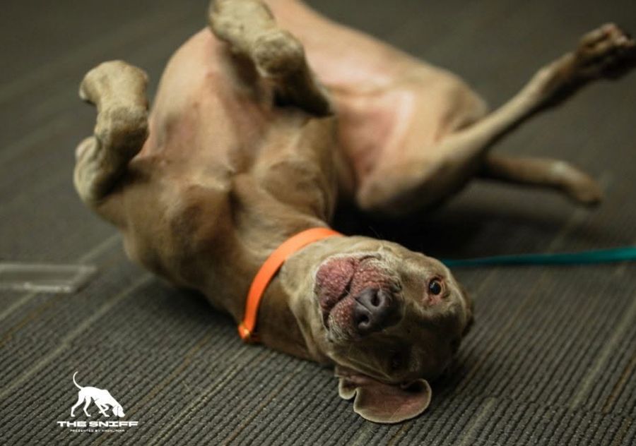 A dog featured on The Sniff, a video series presented by Khon Jai Ma, Natt Hamon's dog-training brand, on Instagram