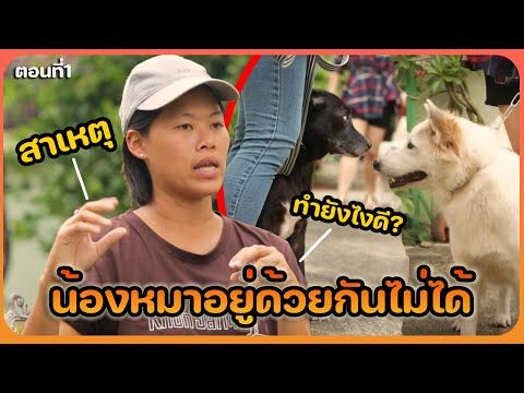 นัท ฮามอน แนะนำวิธีรับมือเมื่อสุนัขสองตัวเข้ากันไม่ได้ ในคลิปจากคนใจมา (Khon Jai Ma)
