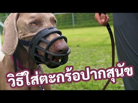 แนต ฮามอน สาธิตวิธีใส่ตะกร้อครอบปากสุนัขอย่างถูกวิธี ในคลิปจากคนใจมา